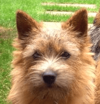 Rewind: Breed Discrimination and Pedigree Politics at Dog Show 2 https://k9magazine.com/wp-content/uploads/2010/06/Norwichterrier.png