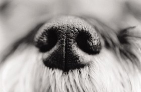 dognose_BW Bichons In Need Fun Day