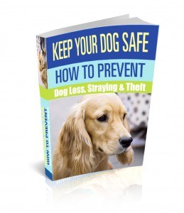 Keep Your Dog Safe