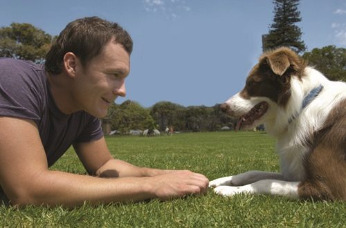 active dog breeds Top 10 Breeds For Active Dog Owners