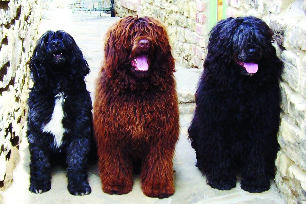 portugese water dog Top 10 Breeds For Active Dog Owners