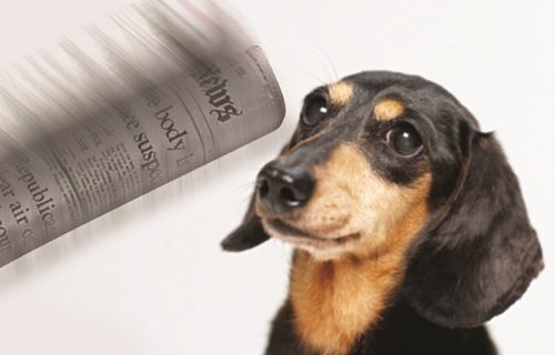 teach dog social skills The Importance Of Teaching Your Dog Social Skills