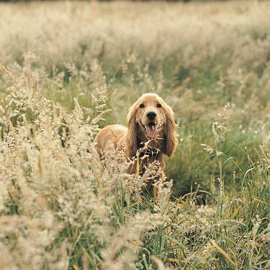 theory raw dog food diet