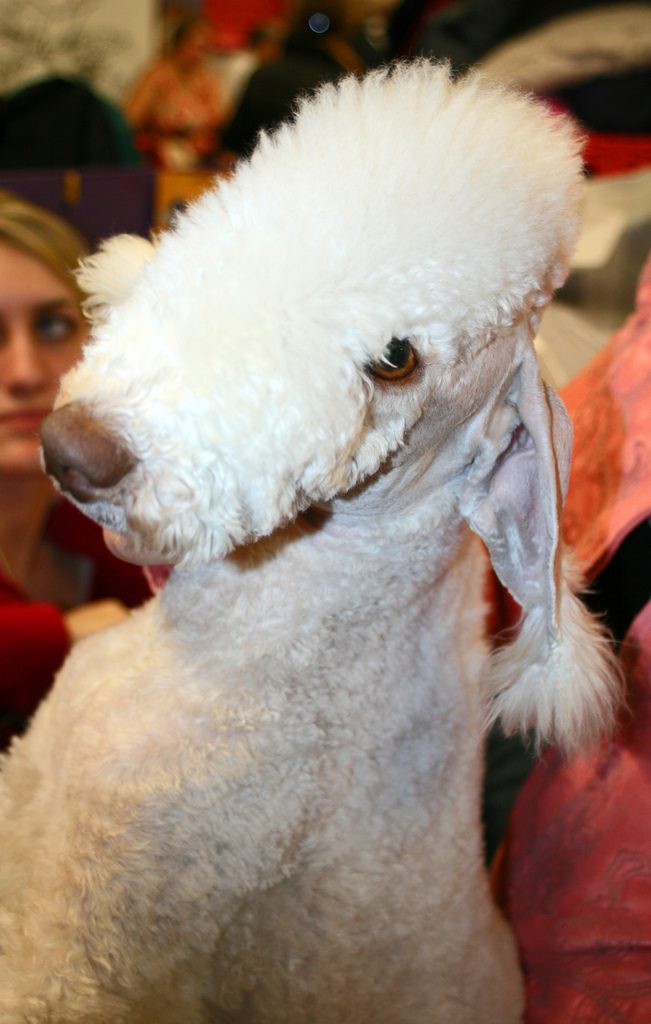 bedlington terrier photo