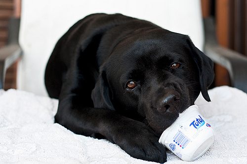 a Total treat by lisamurray labrador photo