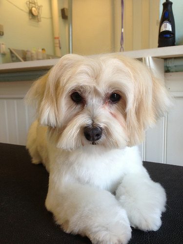 Top Dog Groomers Reveal Professional Secrets (Ultimate Guide To Dog Grooming) 4 8450435965_472ff05b9d_dog-groom1