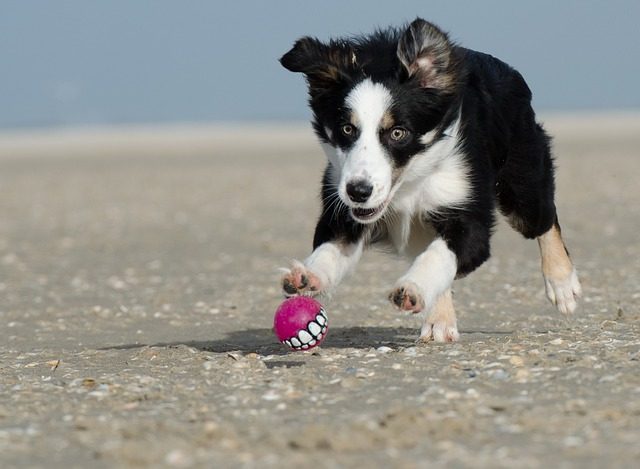 Photo by 825545 border collie photo